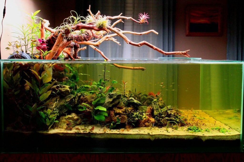 Blackwater aquarium DIY