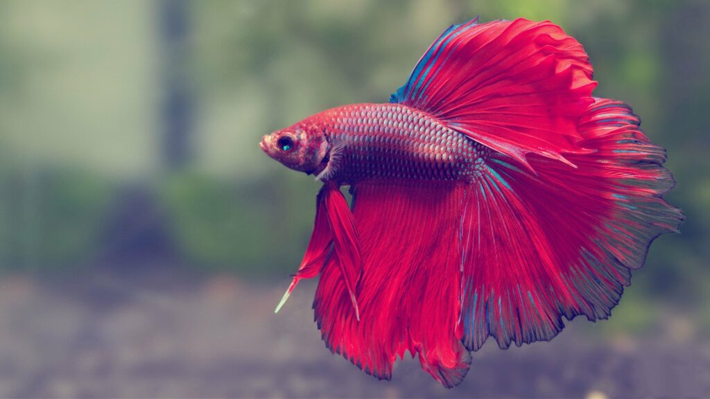 Prevent betta from ammonia