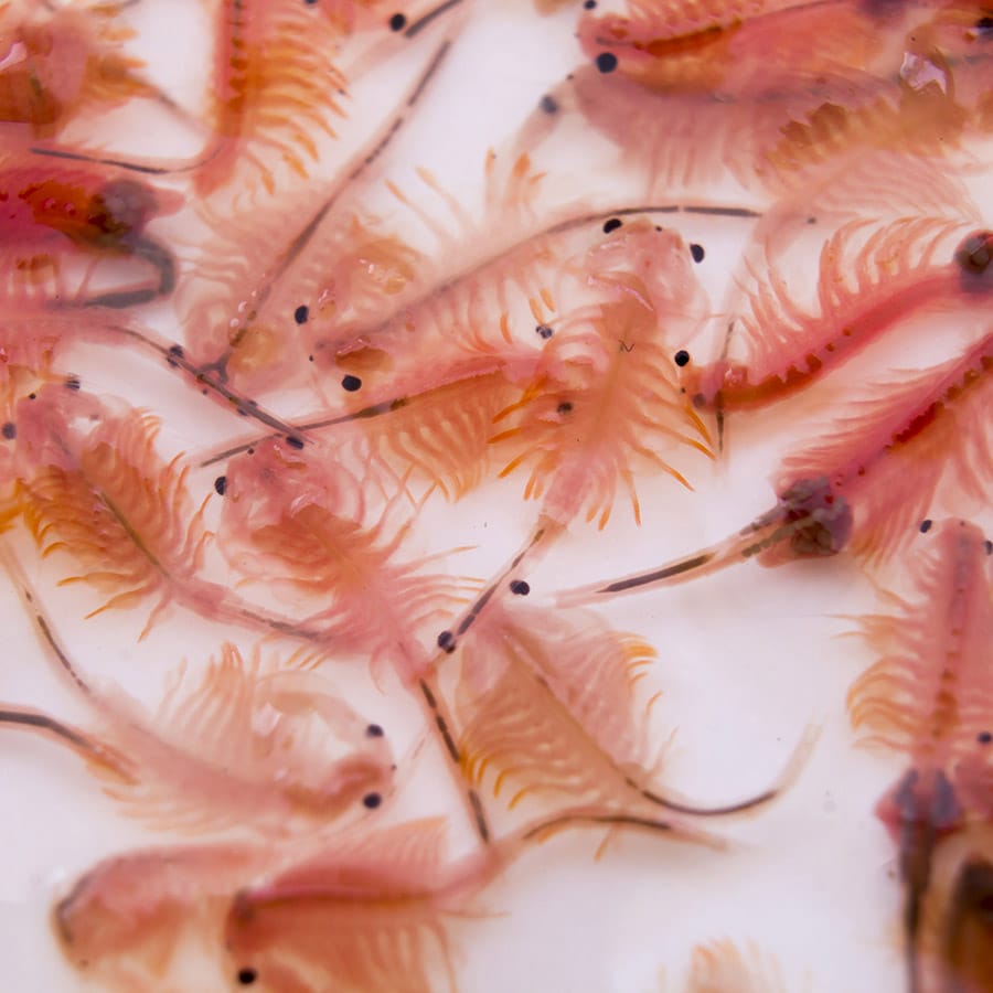 Live brine shrimp for baby axolotl