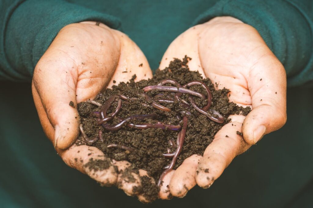 Large earthworms