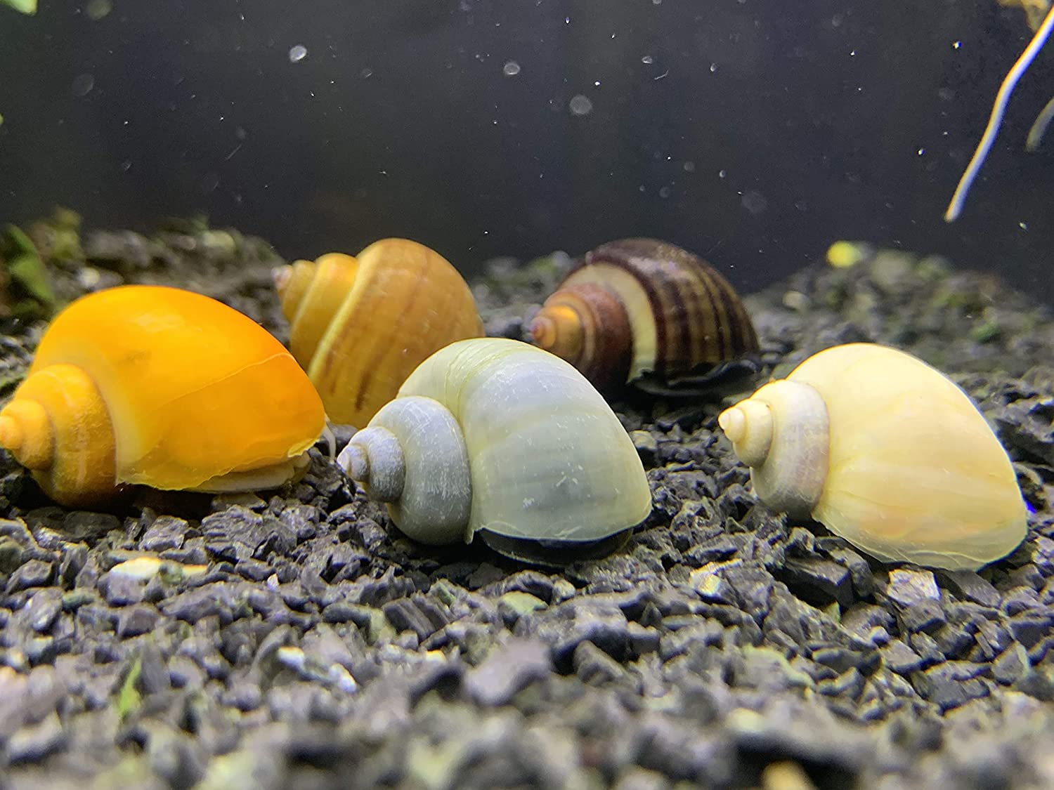 Calcium for Mystery Snails The Aqua Advisor