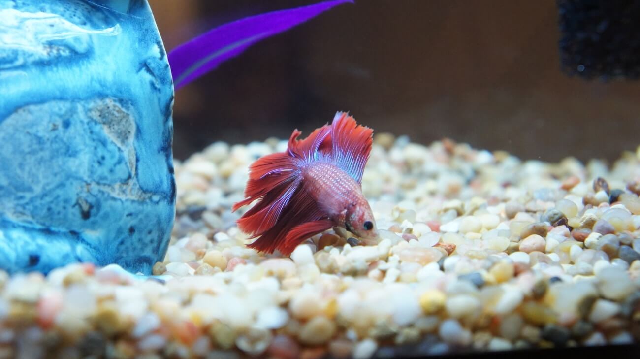 Ammonia Poisoning Betta Fish, How to Treat It? The Aqua Advisor