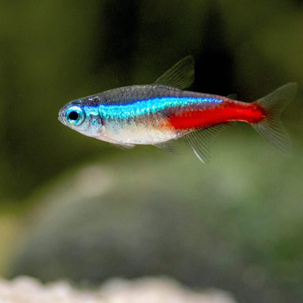 Tetra fish