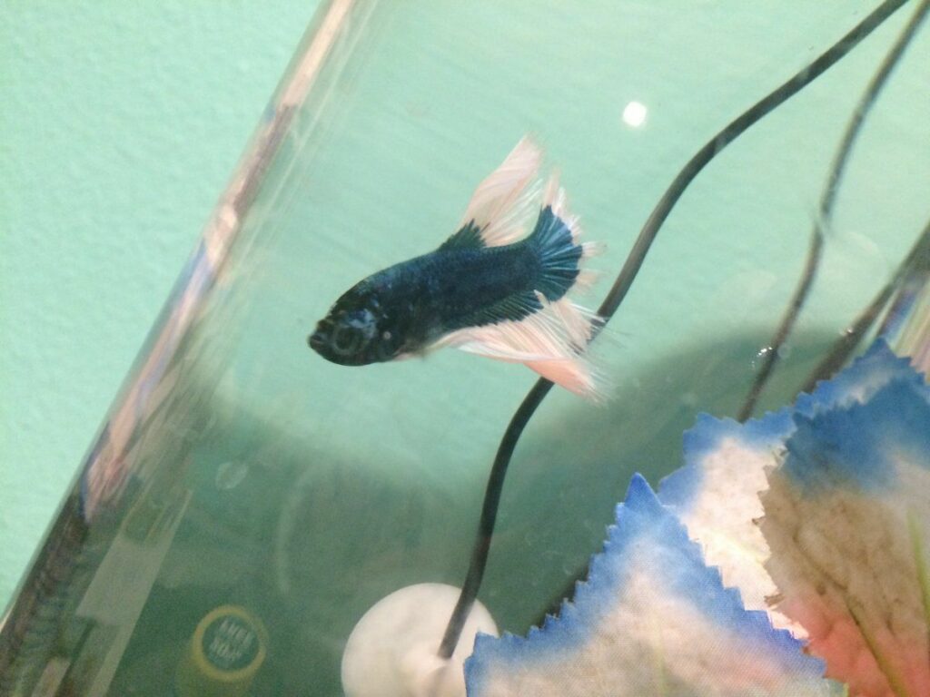 Ammonia poisoning on betta