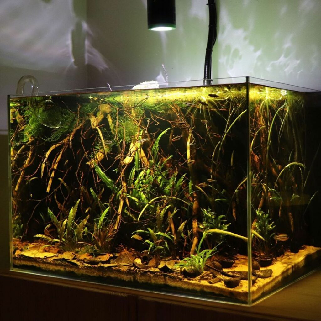 Blackwater Aquariums Everything You Need to Know The Aqua Advisor