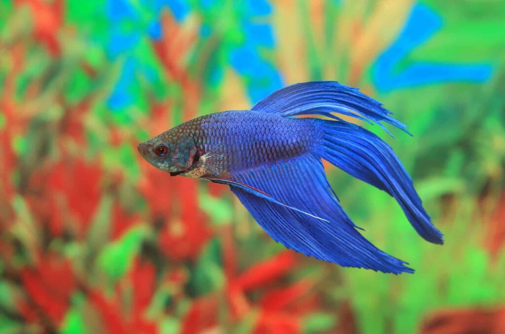 Blue betta fish