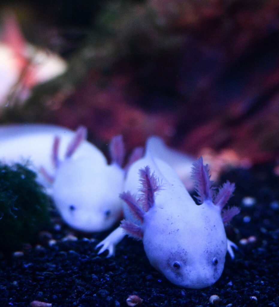 Why axolotl eat each other?