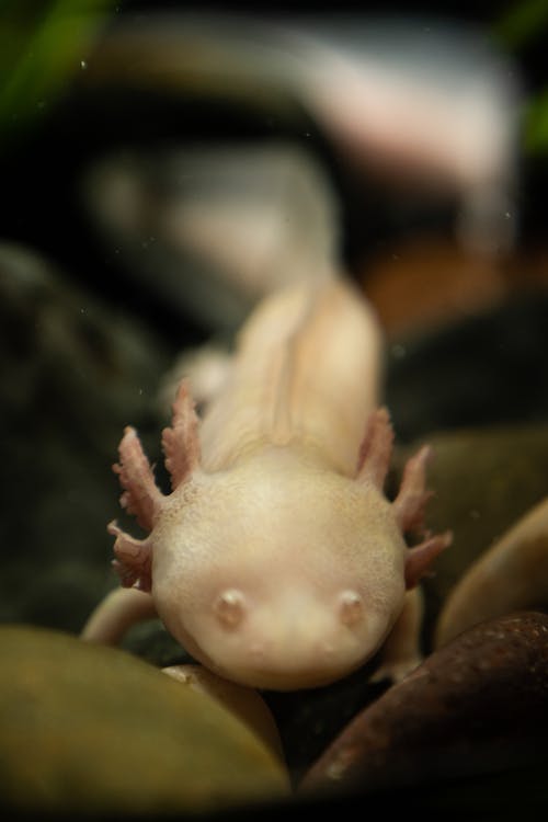 Axolotl in aquarium