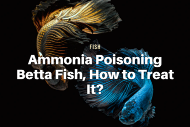 Ammonia Poisoning Betta Fish, How to Treat It?
