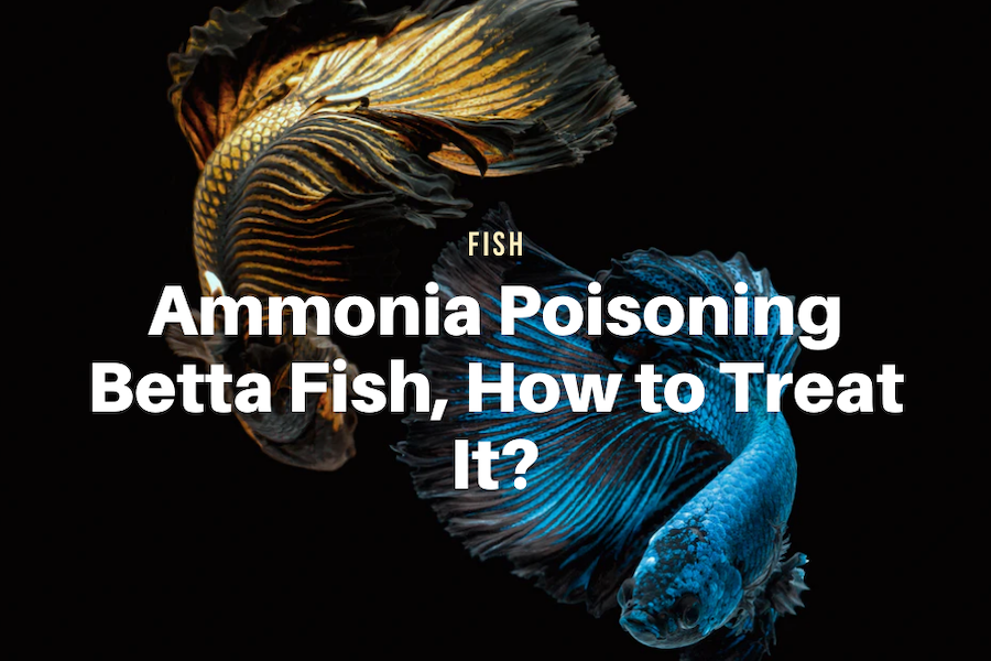 Ammonia Poisoning Betta Fish, How to Treat It? The Aqua Advisor