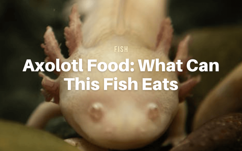Axolotl Food: What Can This Fish Eats?
