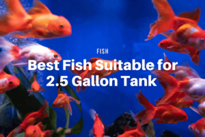 Best Fish Suitable for 2.5 Gallon Tank
