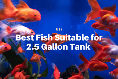 Best Fish Suitable for 2.5 Gallon Tank