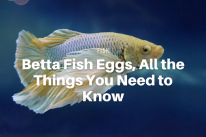 Betta Fish Eggs, All the Things You Need to Know