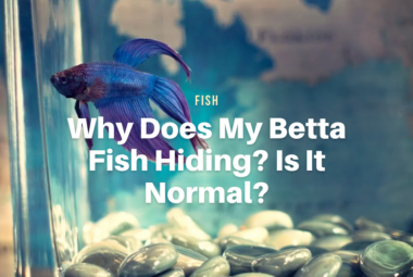 Why Does My Betta Fish Hiding? Is It Normal?