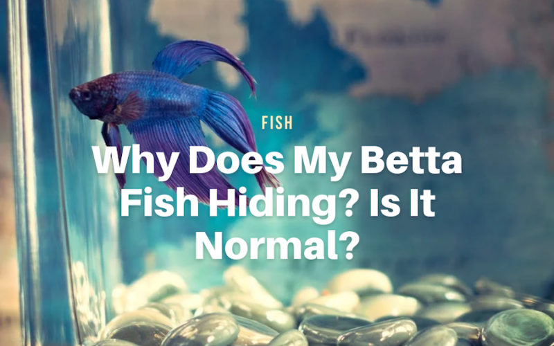 Why Does My Betta Fish Hiding? Is It Normal?