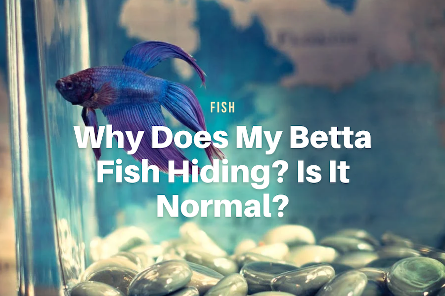 Betta Fish Personality: Everything You Need to Know - The Aqua Advisor