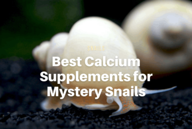 Best Calcium Supplements for Mystery Snails