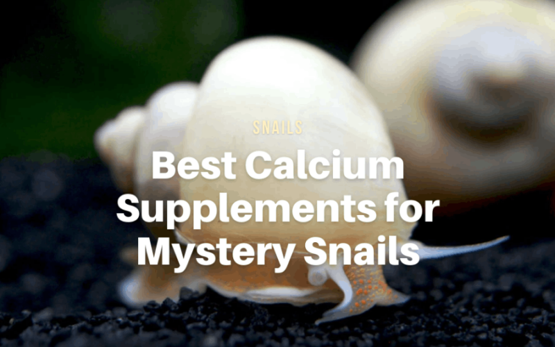 Best Calcium Supplements for Mystery Snails