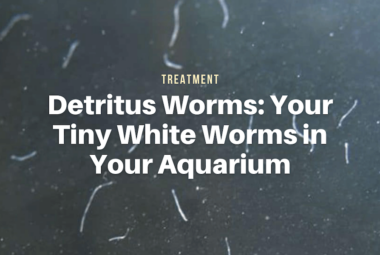 Detritus Worms: Your Tiny White Worms in Your Aquarium