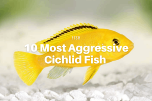 10 Most Aggressive Cichlid Fish