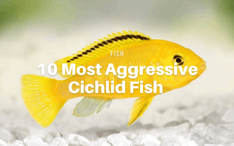 10 Most Aggressive Cichlid Fish