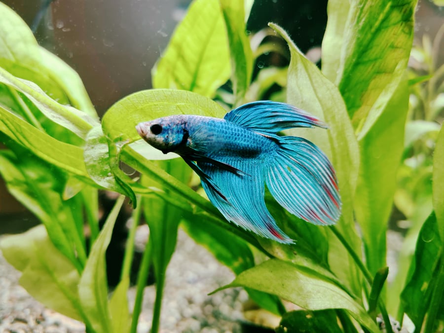 Look at how gorgeous this veiltail betta is.