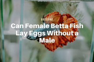 Can Female Betta Fish Lay Eggs Without a Male?