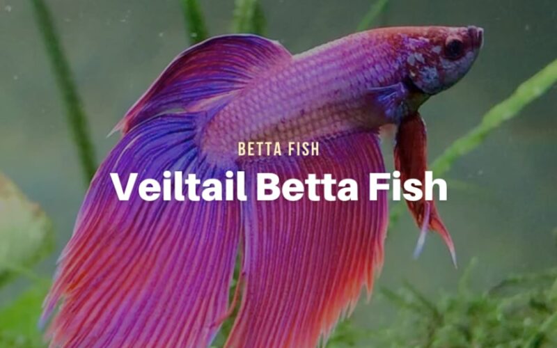 Veiltail Betta Fish – Everything You Need to Know