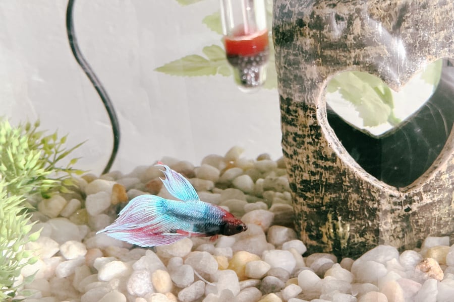 A veiltail betta inside a fish tank.