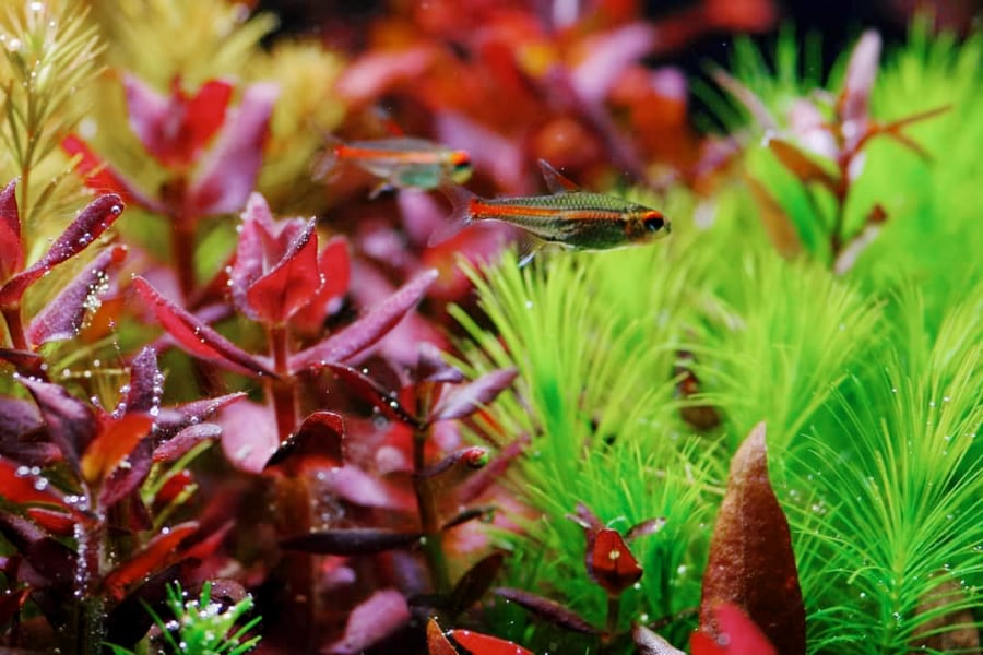 Bacopa Salzmannii inside an aquarium.