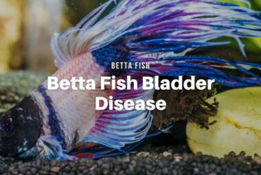 Your Betta Fish Floating on Their Side? It Might Have Swim Bladder Disease