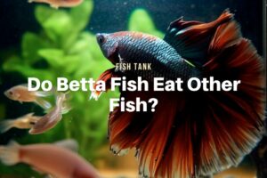Do Betta Fish Eat Other Fish?