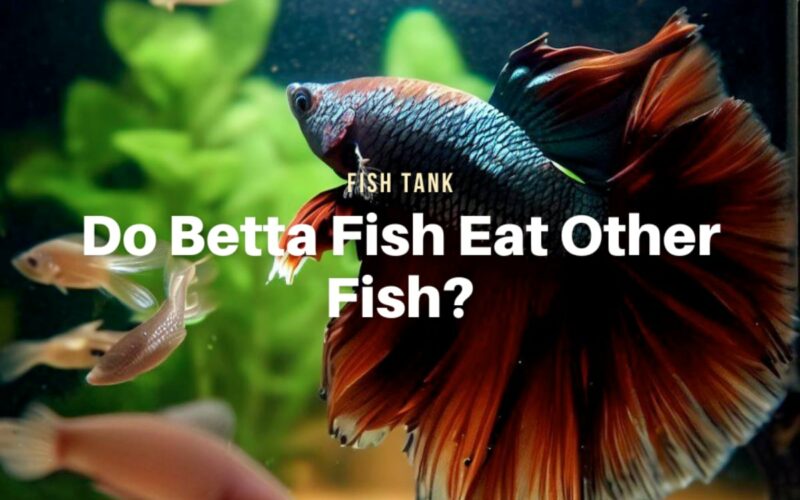 Do Betta Fish Eat Other Fish?
