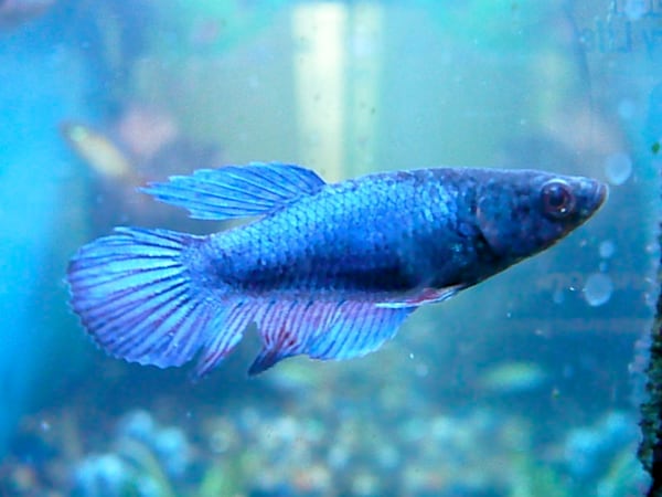 A closeup shot of a female betta fish.