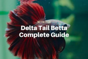 Delta Tail Betta Origin, Colors and Care Guide