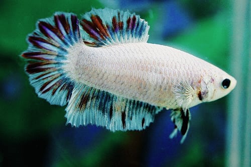 Female halfmoon betta fish.