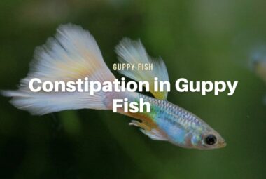 Guppy Fish Constipation, Causes, Symptoms, and Treatment