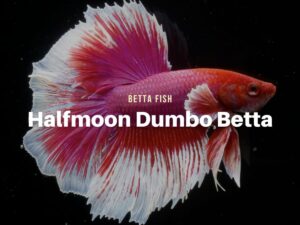 Halfmoon Dumbo Ear Betta – Everything You Need to Know