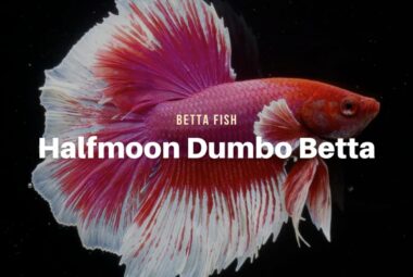 Halfmoon Dumbo Ear Betta – Everything You Need to Know