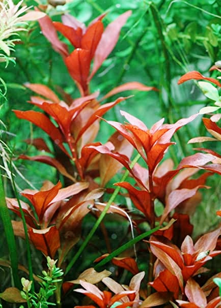 Ludwigia Repens.