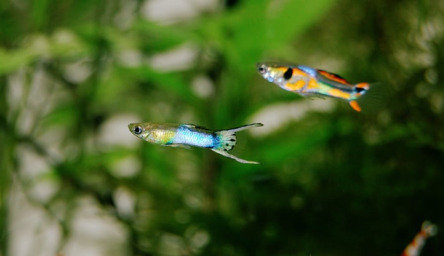 Pair of guppy fish in a fish tank.