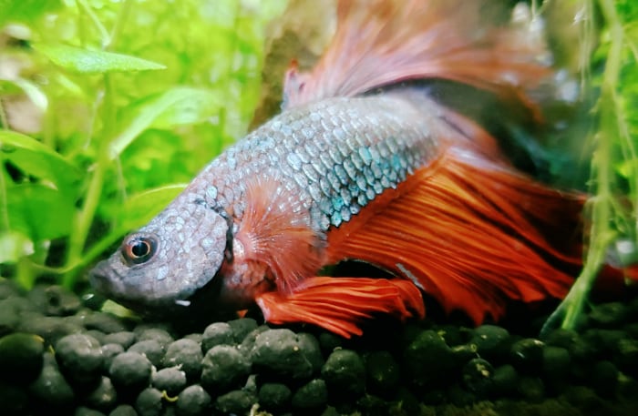 This poor betta with swim bladder can only float on one side.