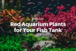 11 Red Aquarium Plants for Your Fish Tank