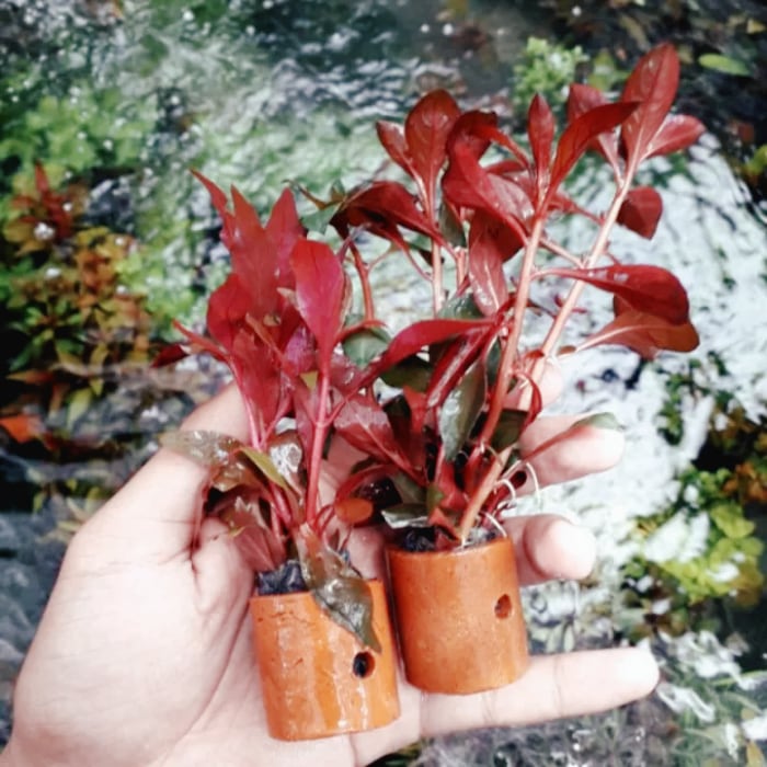 Red Ludwigia Sp.