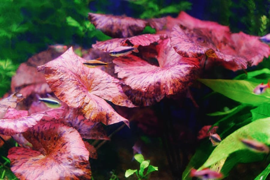 Red Tiger Lotus add more joyful color to your fish tank.