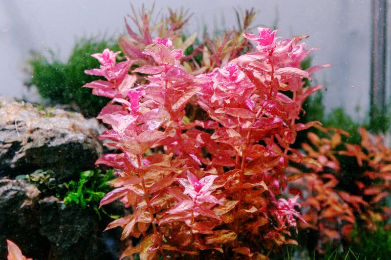 Rotala Macrandra, add a colorful scheme to your fish tank.