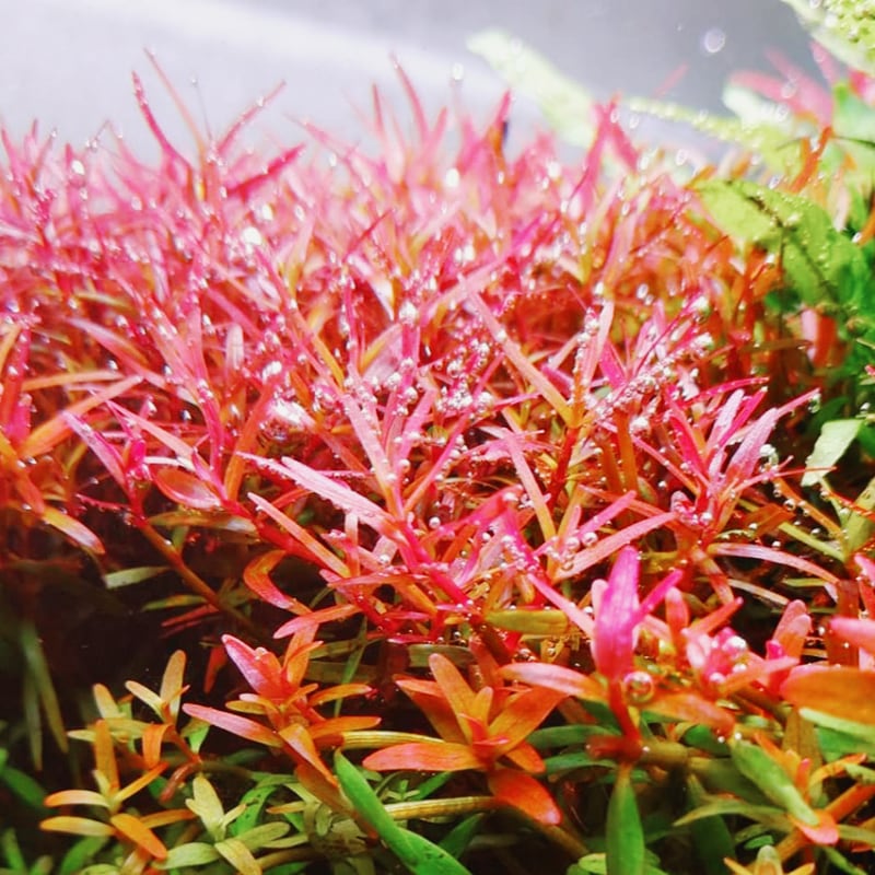 Rotala Yao Yai has a very bright color.