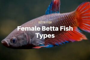Female Betta Fish Types