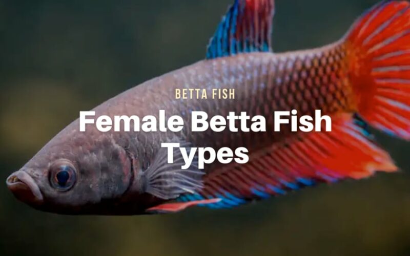 Female Betta Fish Types